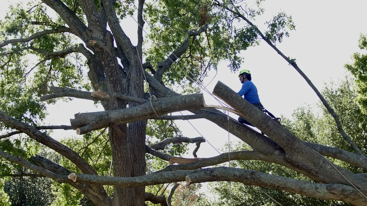 Professional Crown Thinning performed by certified arborists in Bancroft